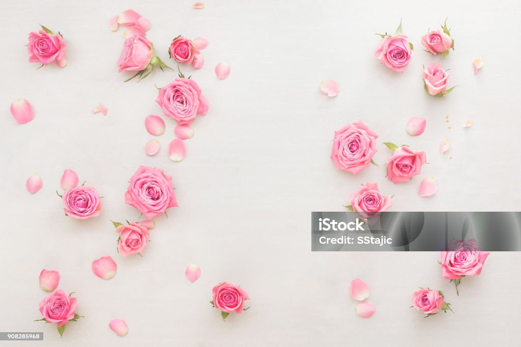 Pink roses buds and petals scattered on white background Roses background. Various pink roses buds and petals  scattered on white background, overhead view, copy space Rose - Flower Stock Photo