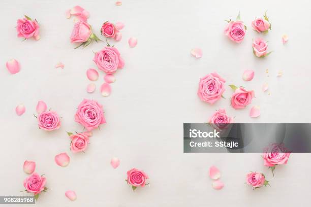 Pink Roses Buds And Petals Scattered On White Background Stock Photo - Download Image Now