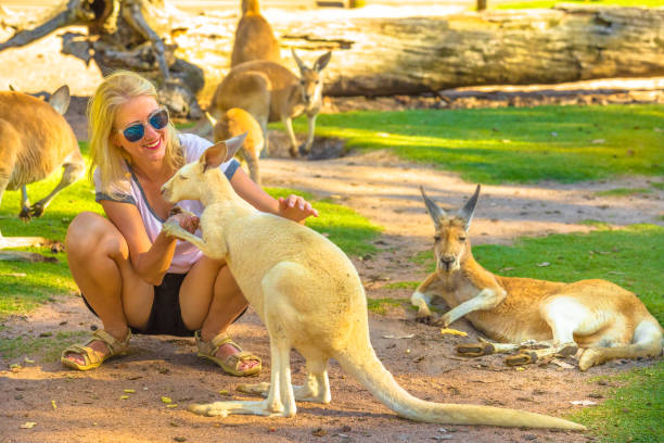istock Woman touches kangaroo 908287214