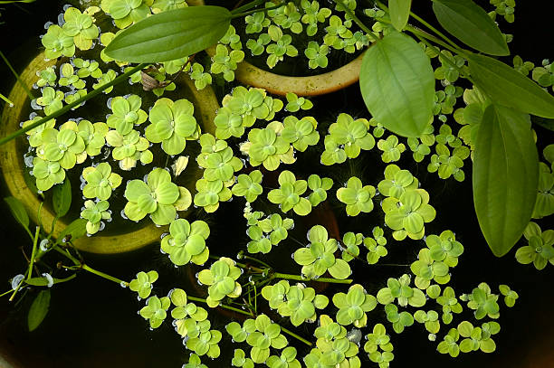 floating plants stock photo