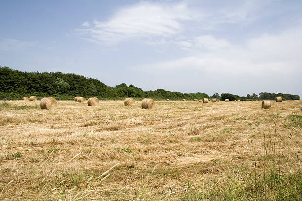 As polias de palha em um campo de trigo - foto de acervo