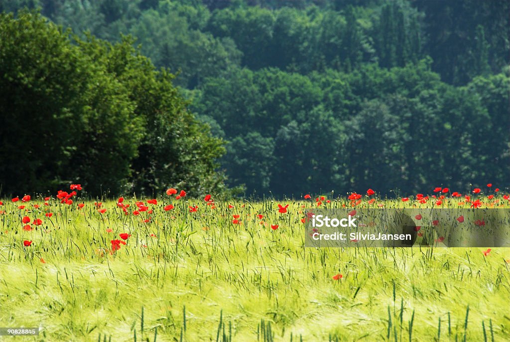 Verde y rojo - Foto de stock de Abstracto libre de derechos