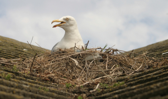 Chick on the windowsill