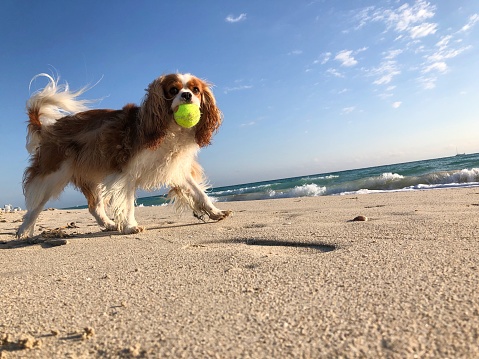 Happy Cavalier King Charles spaniel running with a tennis ball in his mouth along the sand of the shore of South Beach in Miami, Florida