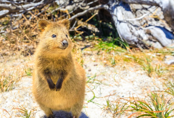 istock Quokka Rottnest Island 908290326