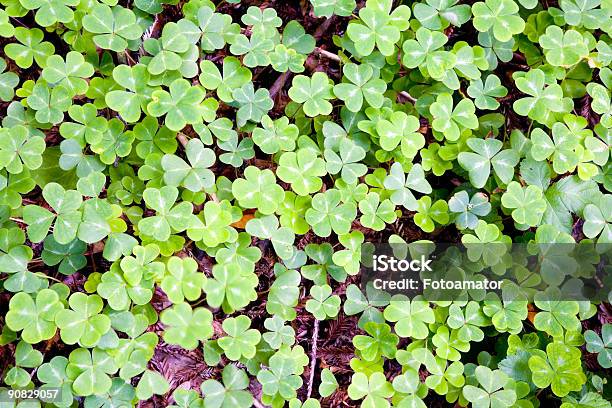 Clover Background Stock Photo - Download Image Now - Agricultural Field, Clover, Color Image