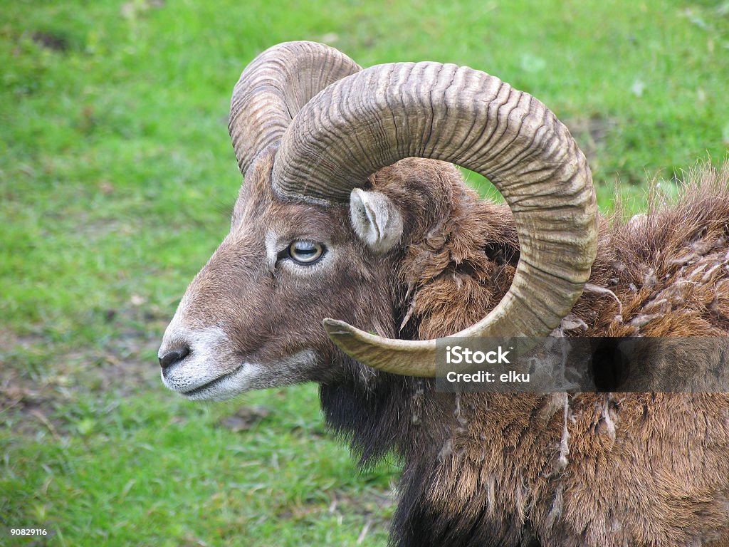 Ponte rovesciato - Foto stock royalty-free di Animale