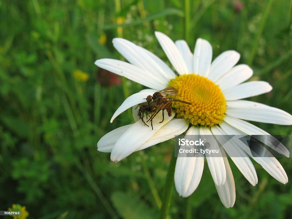 Ragno che cattura un insetto - Foto stock royalty-free di Afferrare