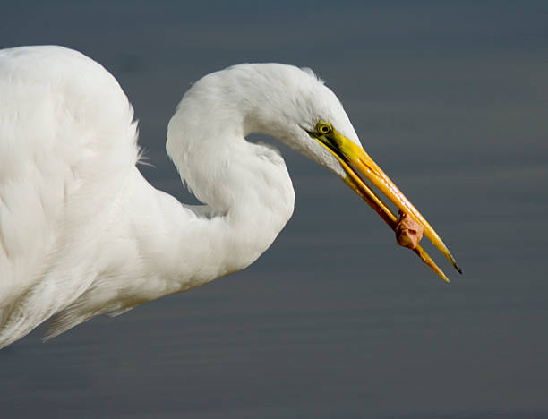 istock Blue Heron Crane with Hot Dog 90829205