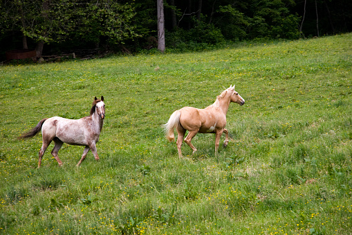 Horses Trotting in an Open Field