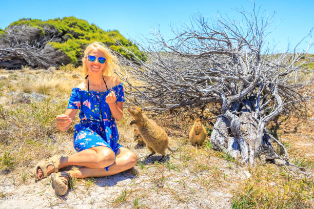 istock Tourist with two Quokka 908292566