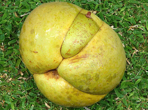 A large ripe yellowgreen fruit, named dillenia indica is lying on a green meadow in the seychelles