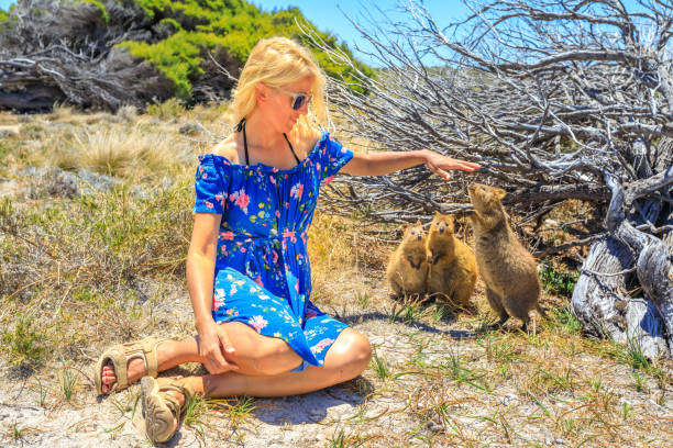 Tourist with three Quokka