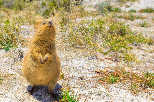 istock Quokka Rottnest Island 908292780