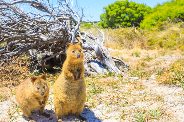 istock Quokka Rottnest Island 908292872