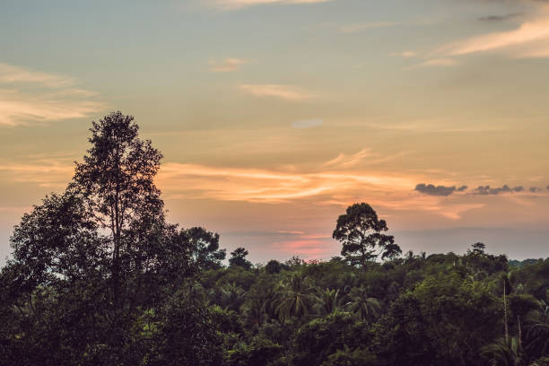 pôr do sol vermelho sobre a floresta de chuva - 7649 - fotografias e filmes do acervo