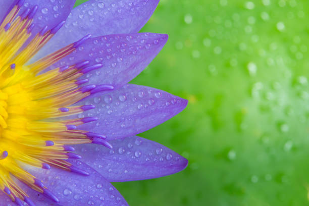 Close up blooming purple lotus