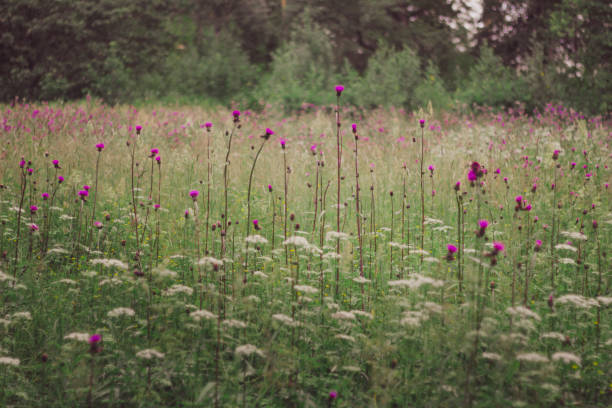 istock The field with purple flowers 908293558