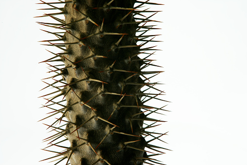 Detail of spiky cactus