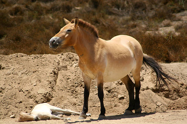 Przewalski Horse & Colt stock photo