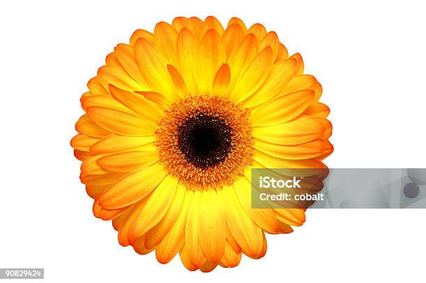 Soleggiata Gerber - Fotografie stock e altre immagini di Arancione - Arancione, Bianco, Cerchio