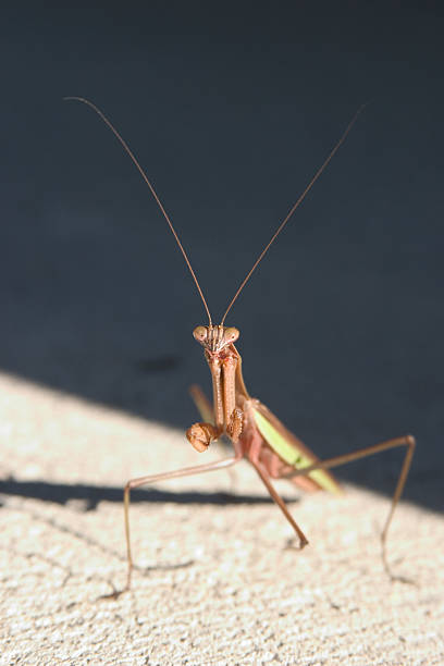 Praying Mantis stock photo