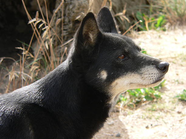 140+ Black Dingo Stock Photos, Pictures & Royalty-Free Images - iStock