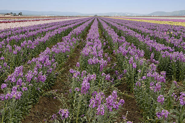 istock Fields of Purple Flowers 90829588