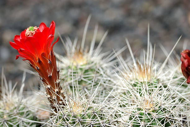 Fiore di Cactus - foto stock