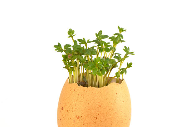 plant and  egg stock photo