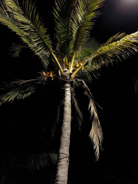 Portrait of a palm tree lit by a street light in the nightlife district of South Beach in Miami, Florida