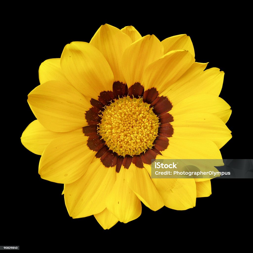 Flor isolada no fundo preto - Foto de stock de Amarelo royalty-free