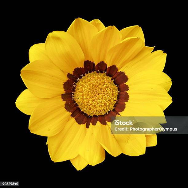 Foto de Flor Isolada No Fundo Preto e mais fotos de stock de Amarelo - Amarelo, Cabeça da flor, Cor Preta