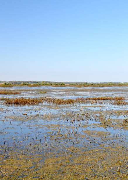 Marsh with low water levels at a national wildlife refuge