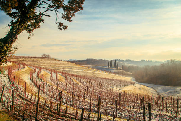 istock snowy morning in the vineyard 908300054