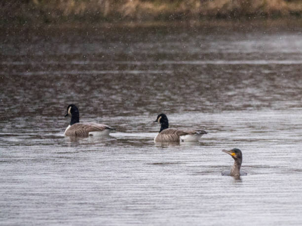 istock Cormorant in the rain 908300454