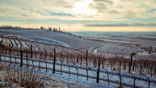 istock snowy morning in the vineyard 908300892