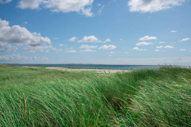 istock beach and dunes covered with marram grass at german north sea coast 908301104