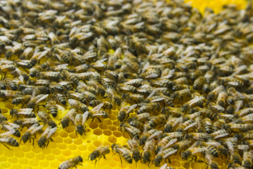 army of bees