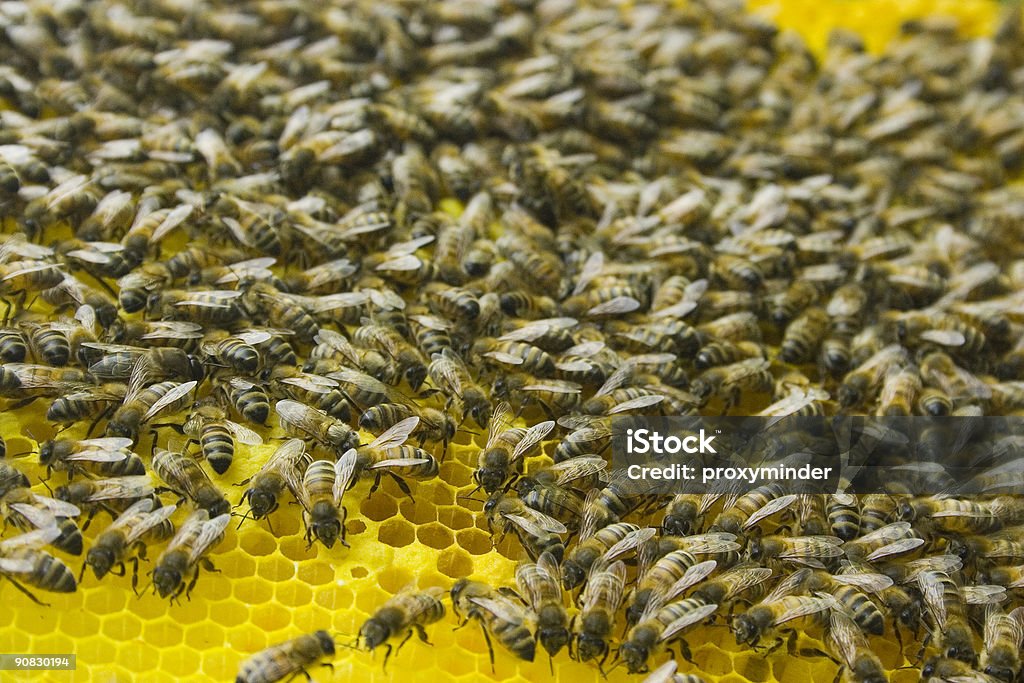 Bees army of bees Agility Stock Photo