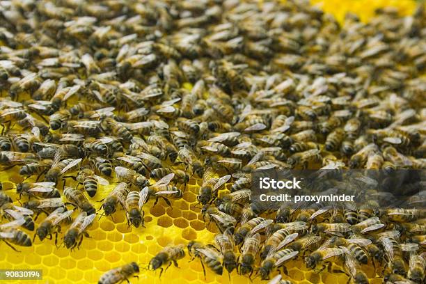 Bees Stock Photo - Download Image Now - Agility, Army, Authority