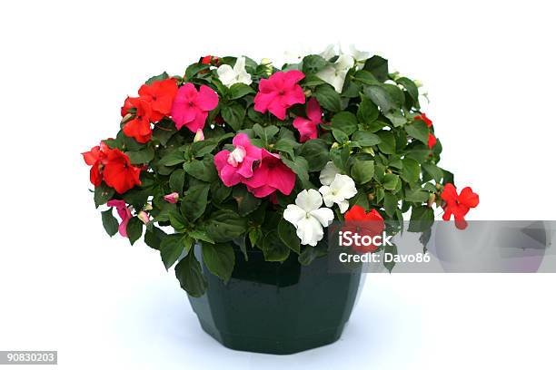 Planted Tub Stock Photo - Download Image Now - Flower, Impatiens, Flower Pot