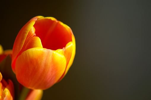 A colourful Tulip over dark background