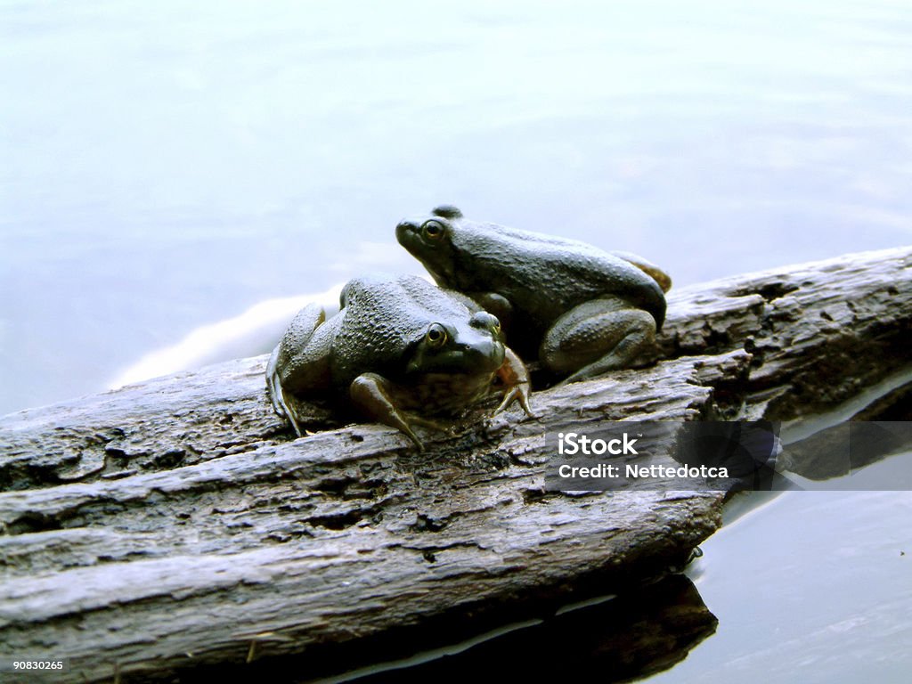 Dos ranas en un registro - Foto de stock de Agua libre de derechos