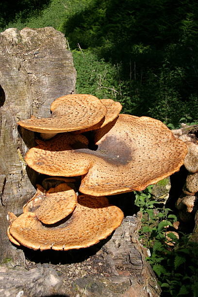 Tra staffa funghi - foto stock