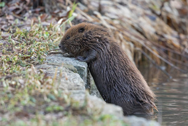 istock Eurasian beaver (Castor fiber) coming out of a river 908303780