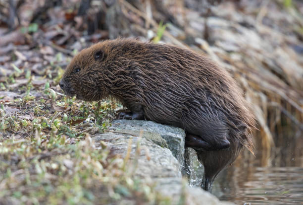 istock Eurasian beaver (Castor fiber) coming out of a river 908303782