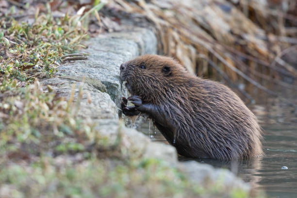 istock Eurasian beaver (Castor fiber) coming out of a river 908303784