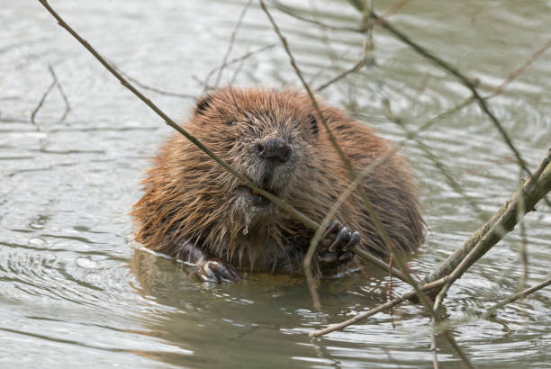 istock Young eurasian beaver (Castor fiber) in water 908303850