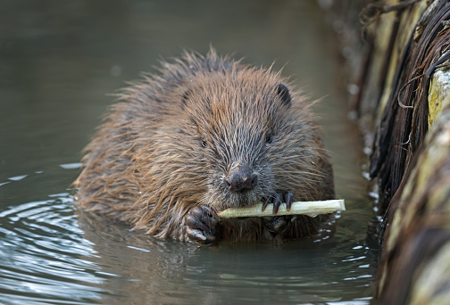 Cute coypu with long whiskers leaves duck filled lake in Buenos Aires